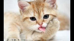صور قطط جميلة اجمل اشكال للقطط كيوت