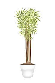 Image result for Dracaenaceae