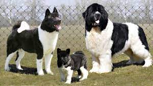 We did not find results for: 10 Black And White Dog Breeds Youtube