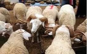 Au maroc, c'est le roi, commandeur des croyants, qui procède le premier au sacrifice. Aid Al Adha 2011 Lundi 7 Novembre Au Maroc