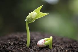 The lima bean is a tender annual. How Long Does It Take A Lima Bean To Germinate Miss Chen Garden Manage Gfinger Es La App De Jardineria Mas Profesional