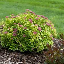 Its size makes it perfect for using as a single plant in smaller gardens or beds, or for grouping in clusters of three, five, seven or more plants in larger spaces. Double Play Gold Spirea Spiraea Japonica Proven Winners