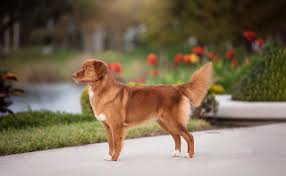 Please read our nova scotia duck tolling retriever breed buying advice page first, or try our useful dog breed selector to find the perfect dog breed. Manitou Tollers
