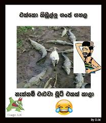 Sinhala animal joke video download. Animal Jokes Pictures Notes Quotes And Gossip