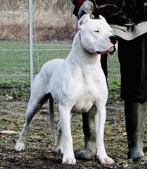 Dogo Argentino Dog Breeds Expensive Dogs Most Expensive Dog
