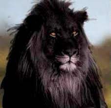 African Lion Melanistic Rare Animals Animals Wild Animals