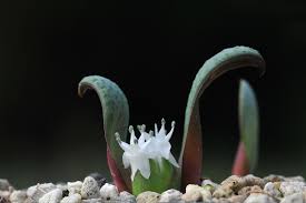 Image result for Hesperantha longicollis