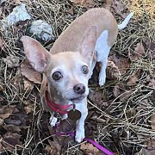 We did not find results for: Second Chance Pet Adoption League In Oak Ridge New Jersey
