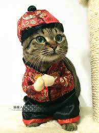 Cat Chinese New Year Costume Funny Chinese Dog Paw Jewelry Cat Clothes