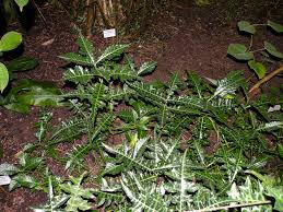 Image result for Acanthus montanus