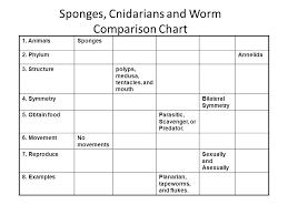 judicious phylum comparison chart key 2019