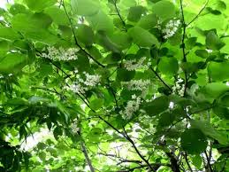 ハクウンボクの花です 葉の形や総状花序で房状に咲く花はエゴノキとは違っていますが エゴノキ属なので一つひとつの花はエゴノキによく似ています しろうと自然科学者の自然観察日記 楽天ブログ
