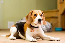 How To Stop Dog Barking And Whining When Left Alone