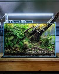 Q:aquarium ane ukurannya 60x40x40c, kira2 bisa ga unutk setting aquascape?? 900 Freshwater Aquascape Ideas Aquascape Planted Aquarium Fish Tank