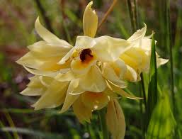 Image result for Orthochilus mechowii