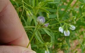 Image result for Lens culinaris