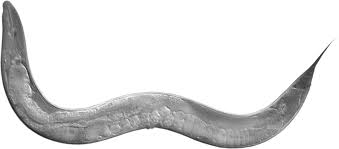 Image result for Monotes elegans