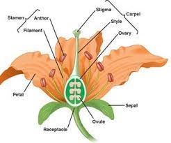 Pin On 3d Flower Structure