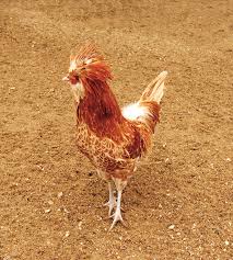 The polish breed is an ornamental fowl. File Poule Padoue Polish Chicken Jpg Wikipedia