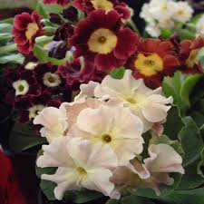 Image result for Primula x pubescens