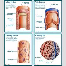 Veins Capillaries Arteries By Discipline Human Anatomy And Physiology Medical Anatomy Medical Knowledge