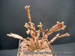 Image result for Euphorbia platyrrhiza