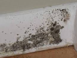 Black mold is extraordinarily toxic, and more common than you might think. What Is A Permanent Solution For Black Mold Lifehacks Stack Exchange