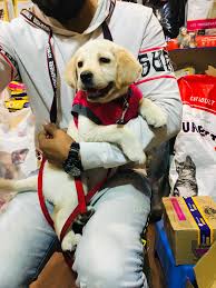 Our pets stores have everything you need for you dog, cat, fish, bird, small animal and reptile. Top 50 Pet Shops In Surat Best Pet Store Suppliers Justdial