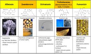 Image result for Mycotoxin