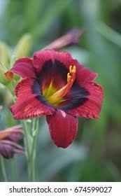 Red with black eye above green throat Day Lilies Stock Photo And Image Collection By Qanita Amer Khan Shutterstock
