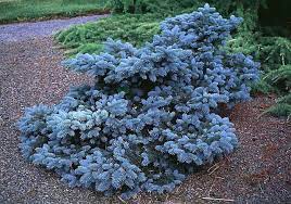 Evergreen colorado evergreen colorado is a mountain community of close to 10,000 people approximately 35 minutes from downtown denver. Pin On Garden
