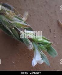 Image result for Asystasia mysorensis