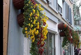 Chrysanthemum Festival Germany Chrysanthemum Image Festival