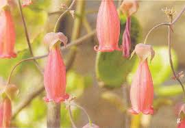 Image result for Kalanchoe latisepala