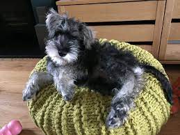 Pin On Schnoodle
