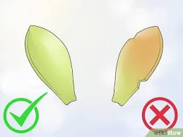 Maybe you would like to learn more about one of these? How To Propagate Succulents From Leaves 14 Steps With Pictures