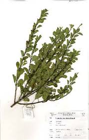 Image result for Clutia monticola