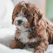 Smaller breeds can be a challenge to housebreak, compared to the bigger breeds. 1 Cavapoo Puppies For Sale In Dallas Tx Uptown