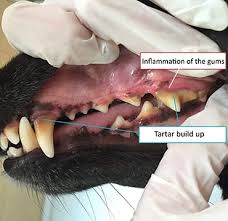 Cat and dog periodontal disease treatment begins with a professional exam by your veterinarian. Tooth And Gum Disease In Dogs Pdsa