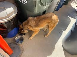 Dog Recognizes Owner After 2 Years of Being Missing