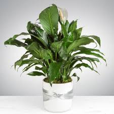 Image result for Spathiphyllum