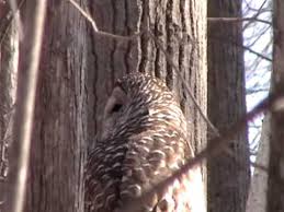 In fact, many owl species, such as the barred owl, can rotate. Owl Spinning Head Scary Youtube