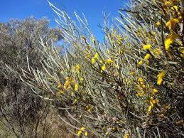 Image result for Acalypha brachystachya