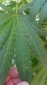 From coagulation to disinfection, the complicated systems allow for us to drink safe water. How To Identify Cannabis Wind Burn Clawed Leaves Prevention