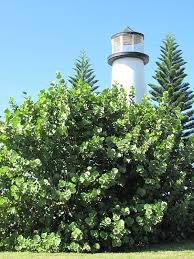 Image result for Coccoloba uvifera