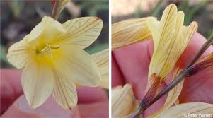 Image result for Tritonia