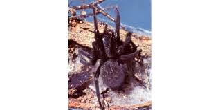 Black widow spiders are generally considered beneficial since they eat so many insects. Spiders Commonly Found In Australia School Of Biomedical Sciences