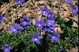On 26 may 1982 it was announced that the floral emblem for the act would be the royal bluebell wahlenbergia gloriosa. Wahlenbergia Gloriosa 310311226196 046 2 Jpg
