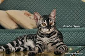 $125 matilda, bengal for adoption in phoenix, arizona. Charcoal Bengal Bengal Charcoal Bengal Cat Bengal Cat For Sale Cats