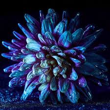 Glow In The Dark Chrysanthemum And Water Droplets Water Droplets Glow In The Dark Macro Photographers